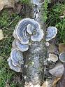 2011-10-02, Pilze (23)